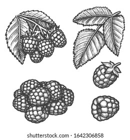 Raspberry berry sketch, farm fruits vector hand drawn botanical illustration. Wild forest raspberry berry plant and forest fruits bunch for juice, jam or dessert food product package design elements