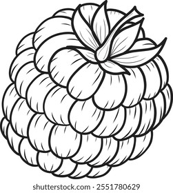 Raspberry berry vector illustration in sketch style on isolated background. Hand drawn line art image of summer fruit for packaging and design.