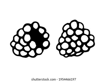 
frambuesa, contorno negro dibujado por una pluma, vector