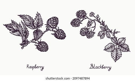 Raspberry and Blackberry branch with berries and leaves, simple doodle drawing with inscription, gravure style