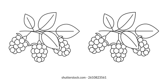Raspberry, blackberry outline drawing. Editable and expanded stroke. Linear image with two variations, convenient for editing and coloring. Vector illustration, linear icon, template for coloring.
