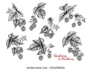 Raspberry And Blackberry. Ripe Berries On Branch. Clip Art, Set Of Elements For Design Graphic Drawing, Engraving Style. Vector Illustration..