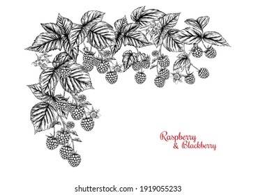 Raspberry and Blackberry. Ripe berries on branch. Clip art, set of elements for design Graphic drawing, engraving style. Vector illustration..