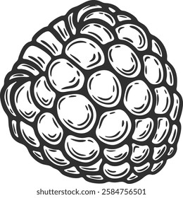 Raspberry blackberry tayberry berry, fruit, leaf, plant, superfood organic engraving hand drawn illustration black white isolated vintage line art sketch silhouette graphic style poster label web