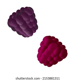 raspberry and blackberry vector hand drawn illustration