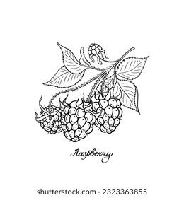 Raspberry. Blck and white berries set. Hand-drawn flat image. Vector illustration on a white background.