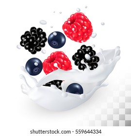 Raspberry y arándanos y mora negra en una leche salpicada de un fondo transparente. Vector.