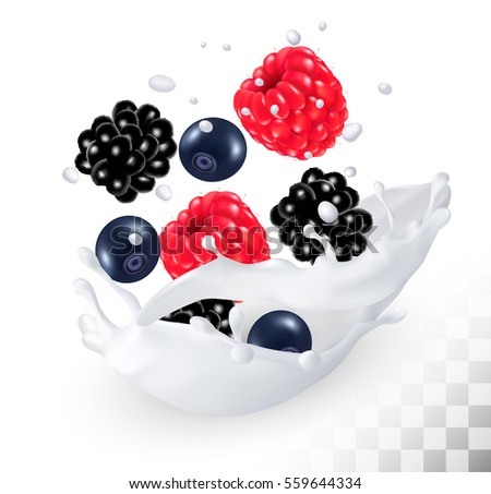Raspberry and blueberry and blackberry in a milk splash on a transparent background. Vector.