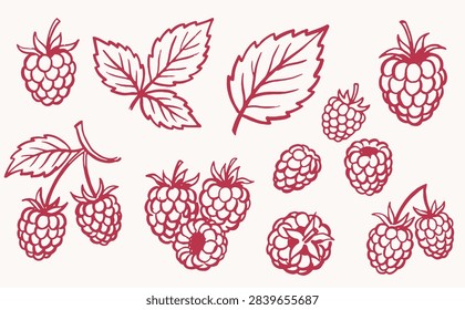 Raspberry botanical line art set with berries, leaves and branches