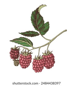 Raspberry branch with berries vector