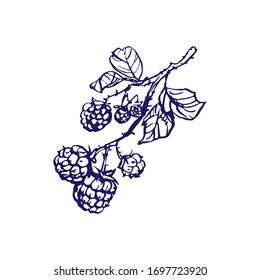 A raspberry branch, berry with leaves icon. Black and white line art. Hand drawn ink doodle sketch, stock vector illustration.