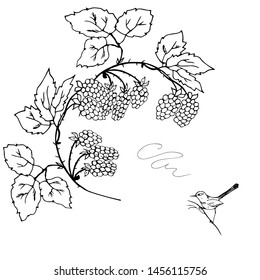 Raspberry branch and bird. Flourish. Vector illustration.