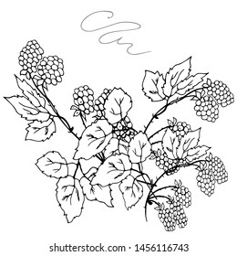 Raspberry branch, bouquet. Flourish. Vector illustration.
