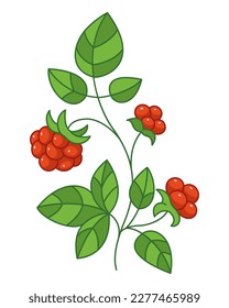 Raspberry branch cartoon vector illustration