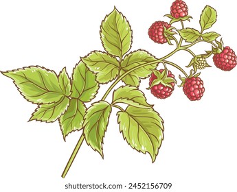 Raspberry Branch Colored Detailed Illustration.