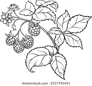Raspberry Branch Colored Detailed Illustration.