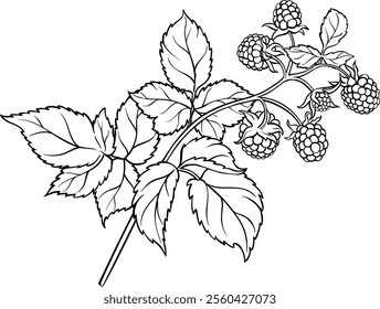 Raspberry Branch Colored Detailed Illustration.