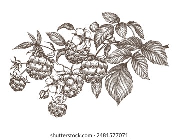 Raspberry branch, hand drawn black and white graphic vector illustration. Farm berries in engraving style. For packaging, labels or menus.