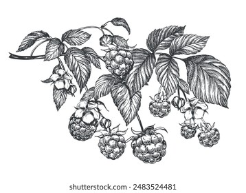 Raspberry branch, hand drawn black and white graphic vector illustration. Farm berries in engraving style. For packaging, labels or menus.