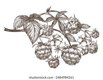 Raspberry branch, hand drawn black and white graphic vector illustration. Farm berries in engraving style. For packaging, labels or menus.