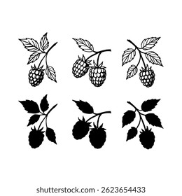 Rama de frambuesa dibujada a mano Vector blanco y negro. Silueta aislada en el fondo