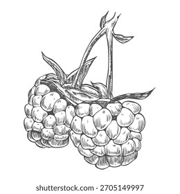 Rama de frambuesa, Ilustración vectorial gráfica dibujada a mano en blanco y negro. Aislado en un fondo blanco.