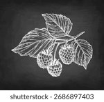 Raspberry branch with leaves and berries. Chalk sketch on blackboard background. Hand drawn vector illustration. Vintage style.