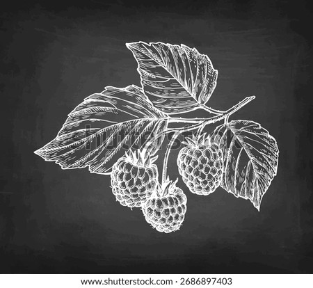 Raspberry branch with leaves and berries. Chalk sketch on blackboard background. Hand drawn vector illustration. Vintage style.