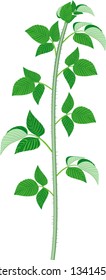 Raspberry branch (primocane) with green leaves isolated on white background