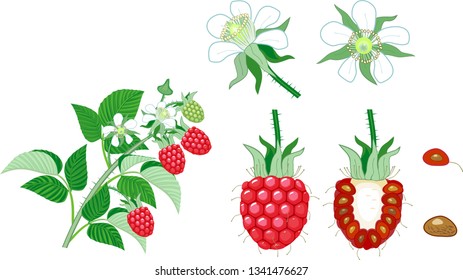 Raspberry branch with ripe red berries, green leaves and white flowers isolated on white background