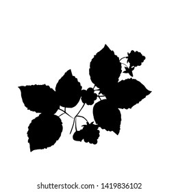 Raspberry branch. Silhouette. Vector illustration.