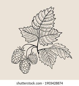 Himbeerzweig-Skizze. Bramble im Konturstil, handgezeichnet. Sommerernte von Beeren, einer Zutat in Marmelade oder Marmelade. Veganisches, biologisches Essen. Einzelne Vektorgrafik
