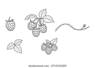Los bocetos de rama de frambuesa incluyen bayas, ramitas y hojas. Estilo dibujado a mano perfecto para cualquier diseño y decoración.