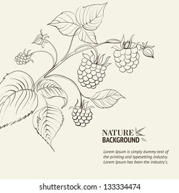 Raspberry branch. Vector illustration.