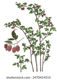 Arbusto de frambuesa y rama de bayas