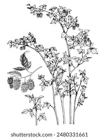 Raspberry bush and branch of berries