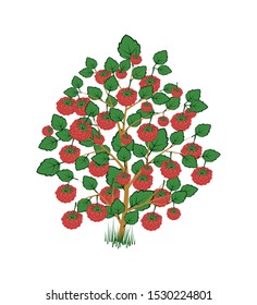Raspberry bush. Color image of a bush of garden or forest raspberries with ripe berries on a white background. Isolated object. Vector illustration.