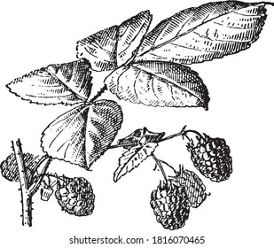 Raspberry bush, From the Dictionary of Word and Things, 1888.