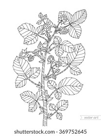 Raspberry bush. Forest wild berries, leaves. Vector artwork. Coloring book page for adult. Bohemia concept for invitation, card, ticket, branding, boutique logo, label. Black and white