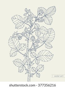 Raspberry bush. Forest wild berries, leaves. Vector artwork. Bohemia concept for invitation, card, ticket, branding, boutique logo, label. Monochrome dark grey blue, beige colors