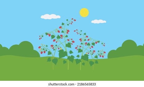 raspberry bush in the garden