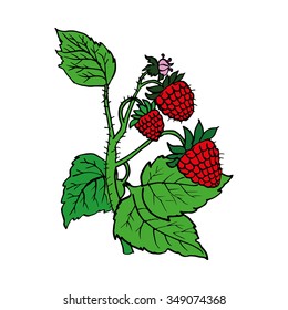 raspberry cane vector illustration