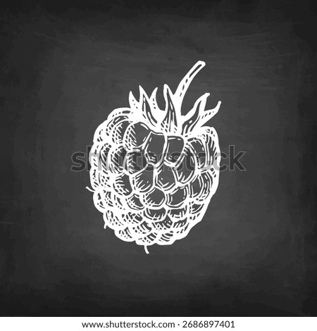 Raspberry. Chalk sketch on blackboard background. Hand drawn vector illustration. Vintage style.