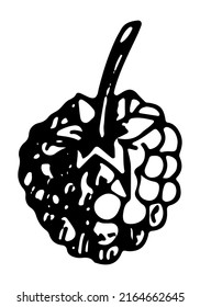 Raspberry clipart. Summer berry fruit doodle clipart isolated on white. Hand drawn vector illustration in engraving style.