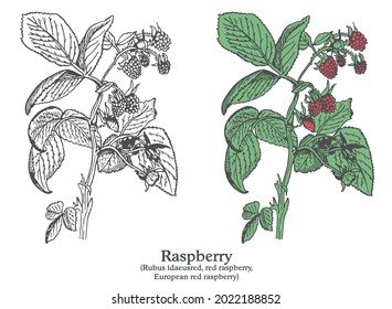 Raspberry. Colorful vector hand drawn plant. Vintage medicinal sketch