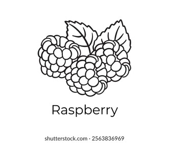 raspberry doodle hand drawn icon. Outline drawing plant organic natural cosmetic ingredient raspberry line clipart symbol . Vector illustration