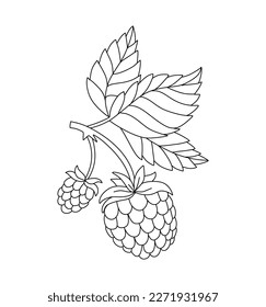 Raspberry doodle Vector illustration coloring book for Kids