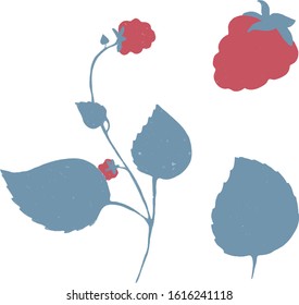 Raspberry drawing. Image of berries on a branch and separately. Botanical illustration with berries.