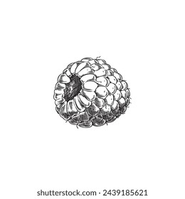 Raspberry engraved hand drawn vector illustration. Farm natural berry sketch. Juicy sweet fruit, organic food isolated on white background. Design element ink style