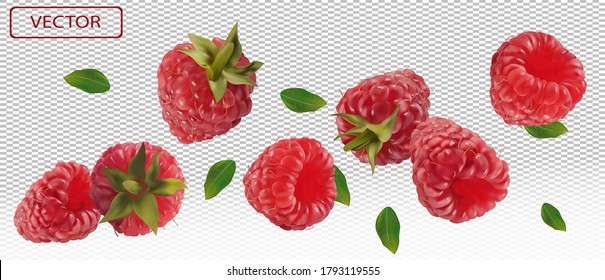 Raspberry falling from different angles. Flying raspberry with green leaf on transparent background. 3D realistic raspberry. Raspberry falling from different angles. Vector illustration